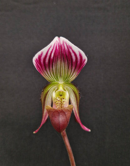 Paphiopedilum callosum var sublaeve