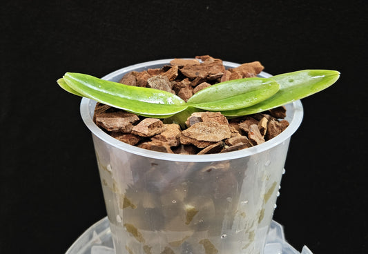 Paphiopedilum charlesworthii frm sandowiae