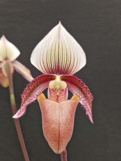 Paphiopedilum cilolare var gigantea #1