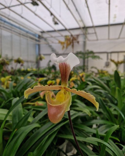 Paphiopedilum coccineum