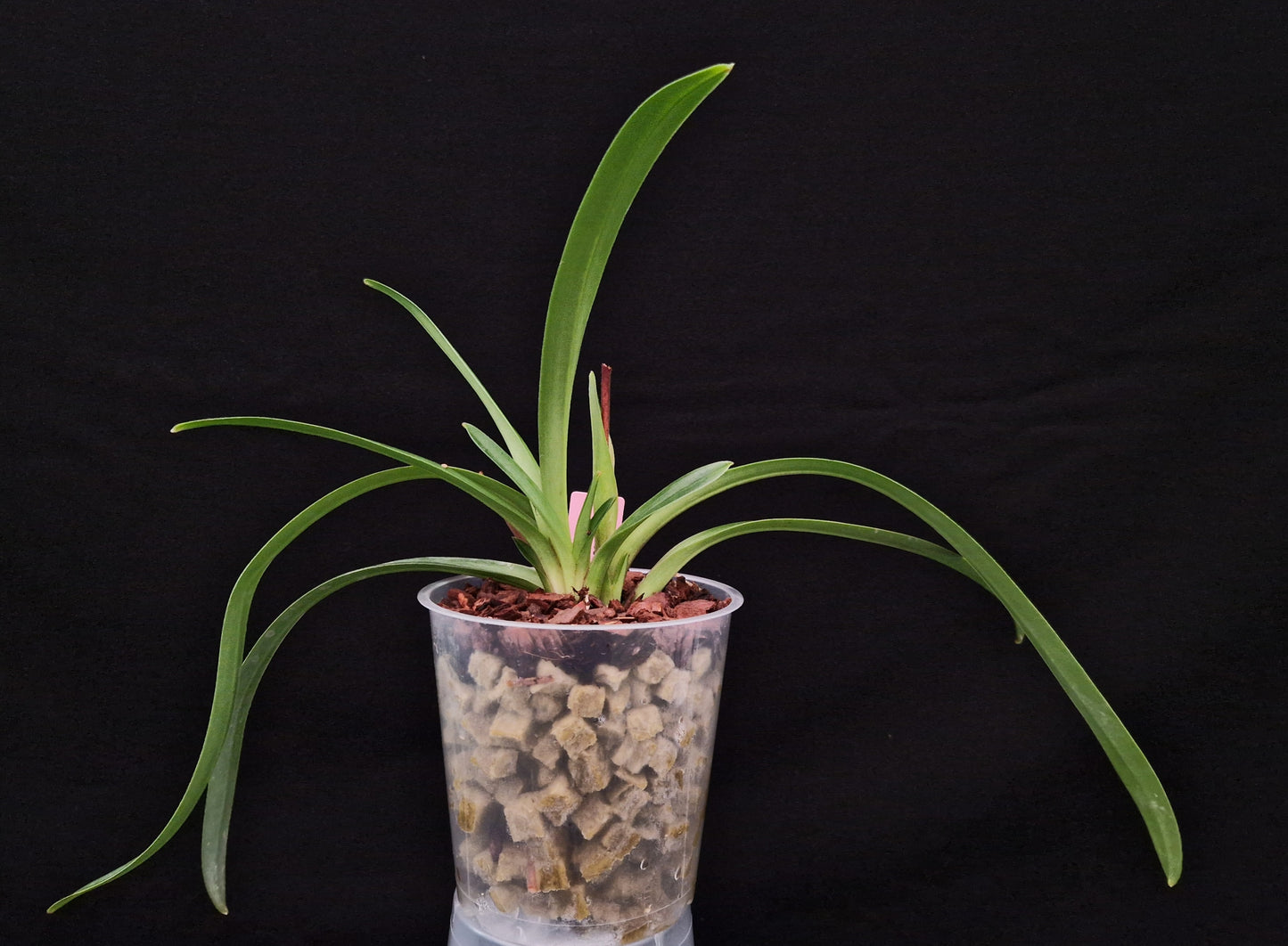 Paphiopedilum coccineum