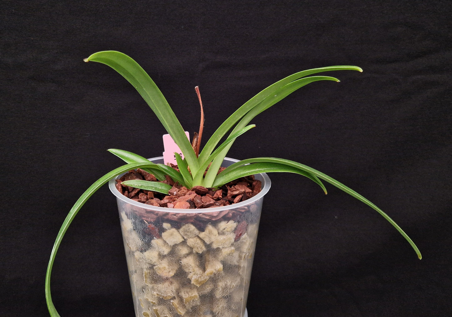 Paphiopedilum coccineum