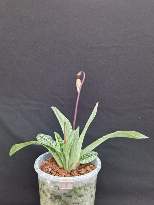 paphiopedilum curtisii var superbiens #3