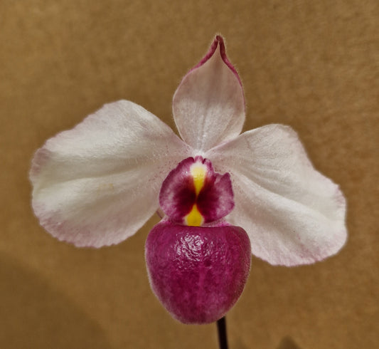 Paphiopedilum delenatii var. tremper