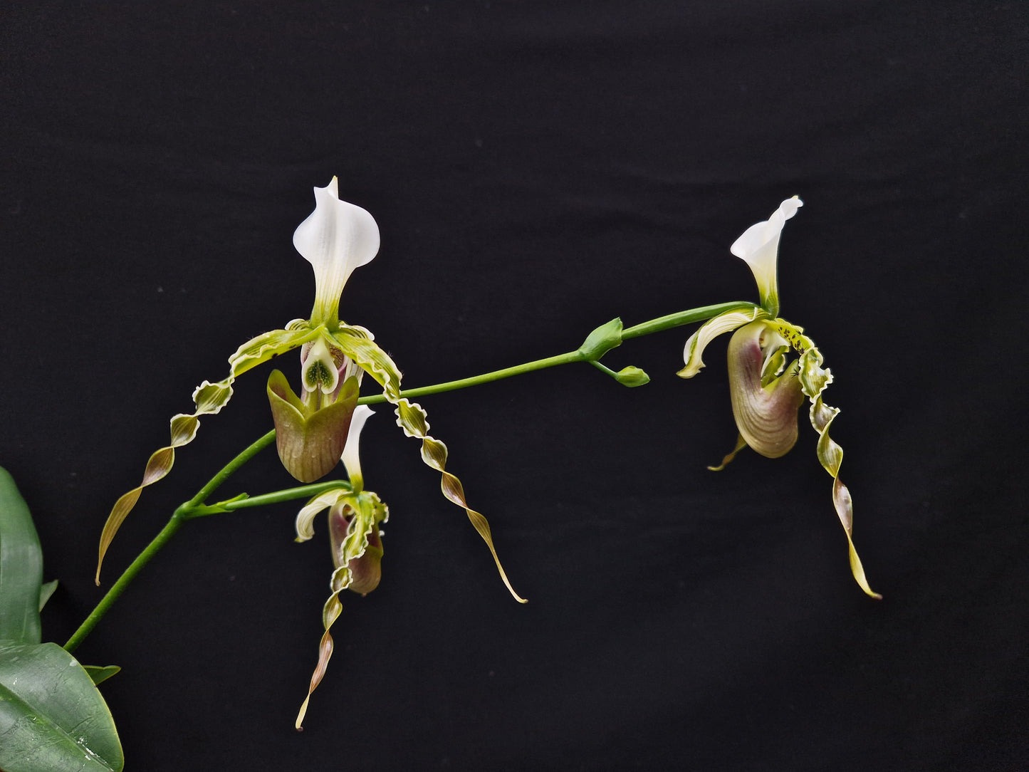 Paphiopedilum dianthum