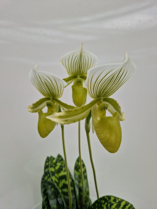 Paphiopedilum Gaël