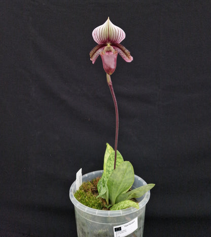 Paphiopedilum Godeurfou