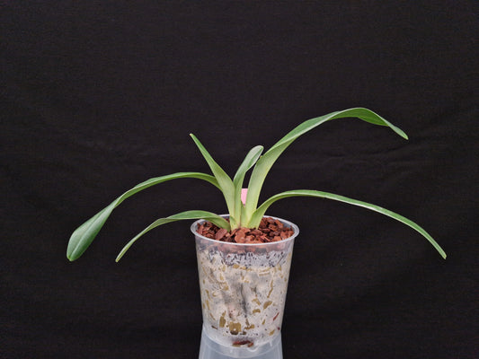 Paphiopedilum gratrixianum 'Sa Pa'