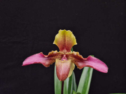 Paphiopedilum Hans Strahl 'BVA 764'