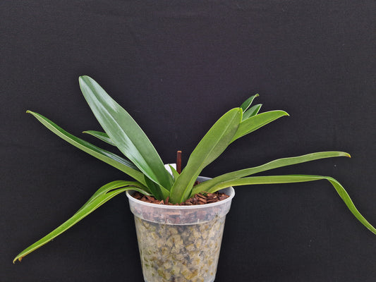 Paphiopedilum Harry Stage 'Wichmann'