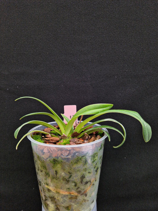 Paphiopedilum helenae