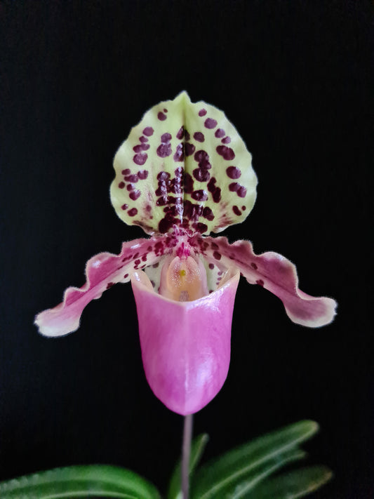 Paphiopedilum henryanum