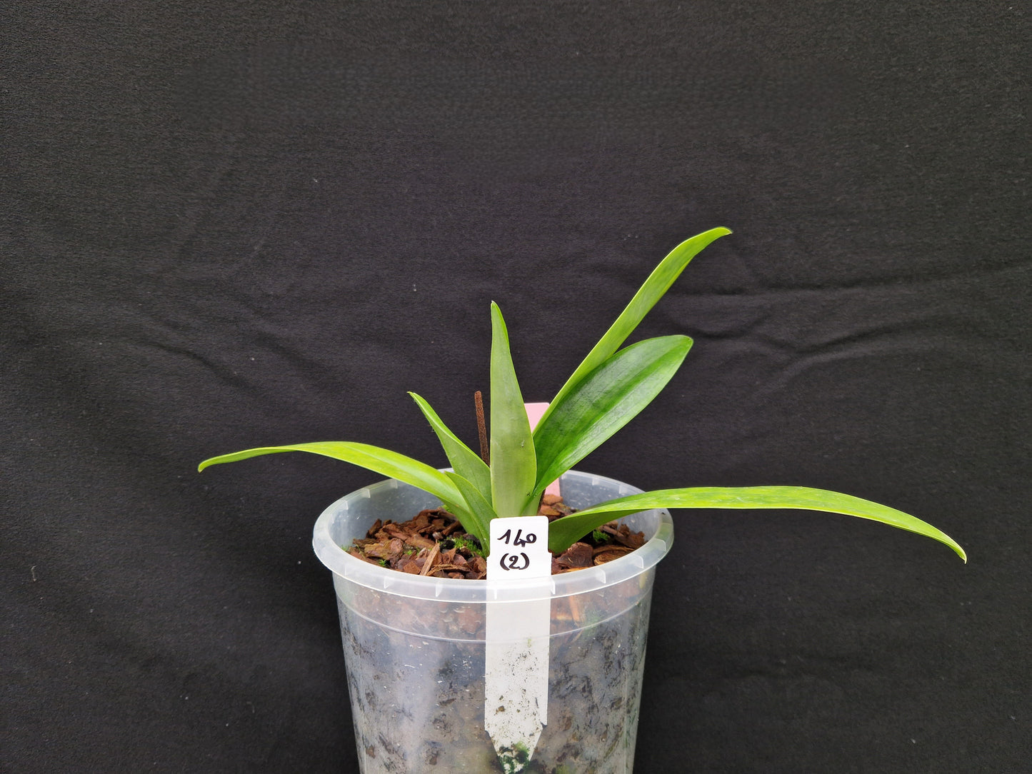 Paphiopedilum mastersianum #4