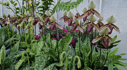 Paphiopedilum-Cymatoden