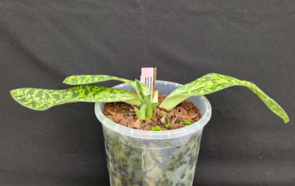 Paphiopedilum lawrenceanum SM/DOG