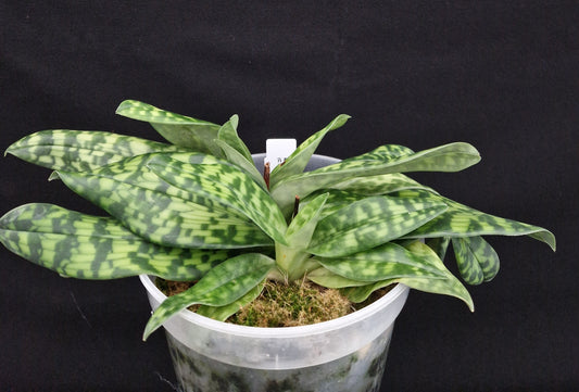 Paphiopedilum Roter Pfeffer (CT)