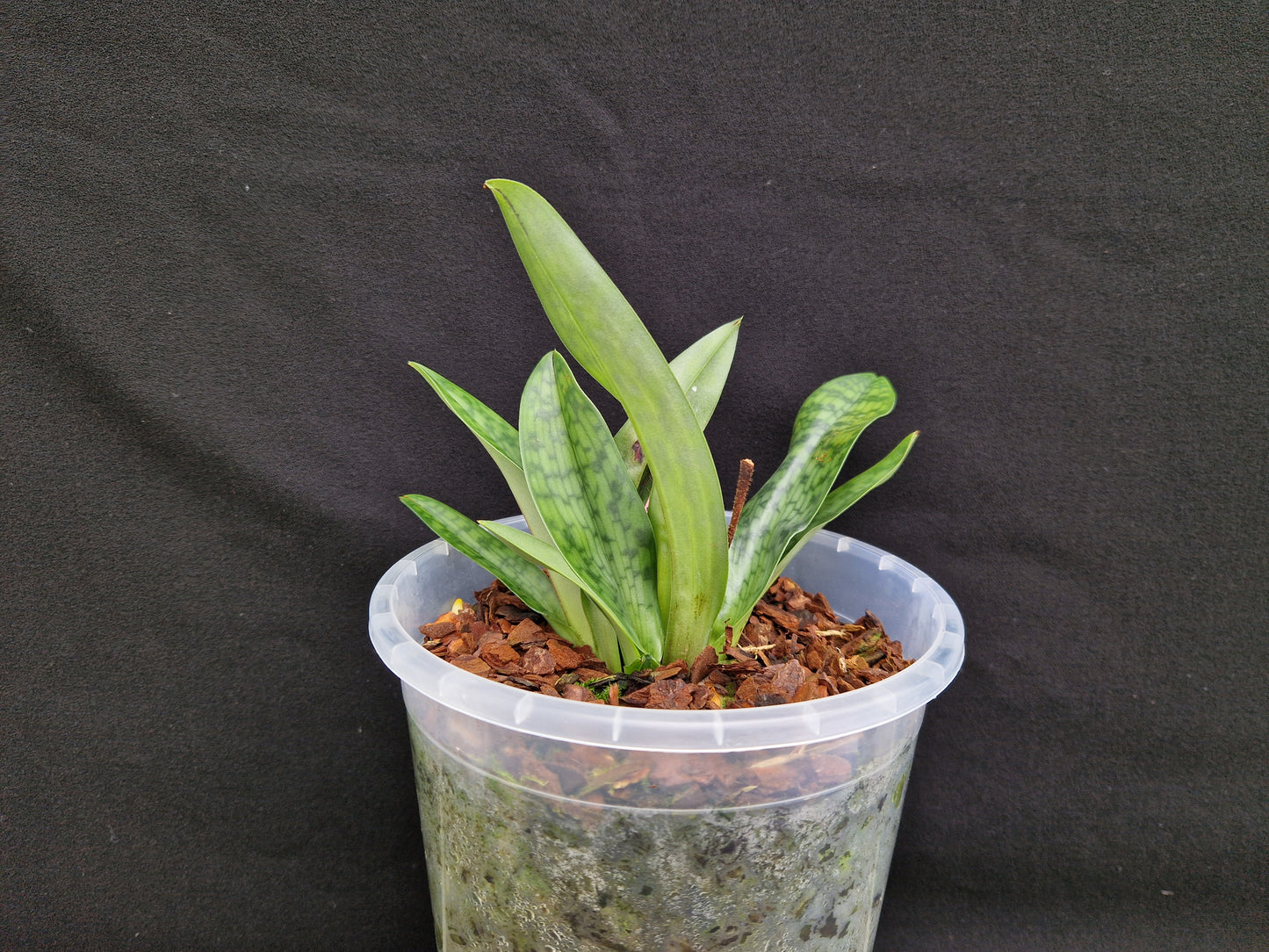 Paphiopedilum urbanianum #1