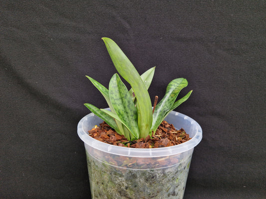 Paphiopedilum urbanianum #1