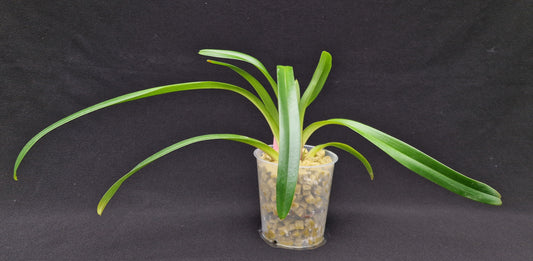 Paphiopedilum laichauense