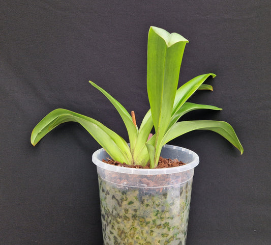 Paphiopedilum Lippewunder 'Giant'