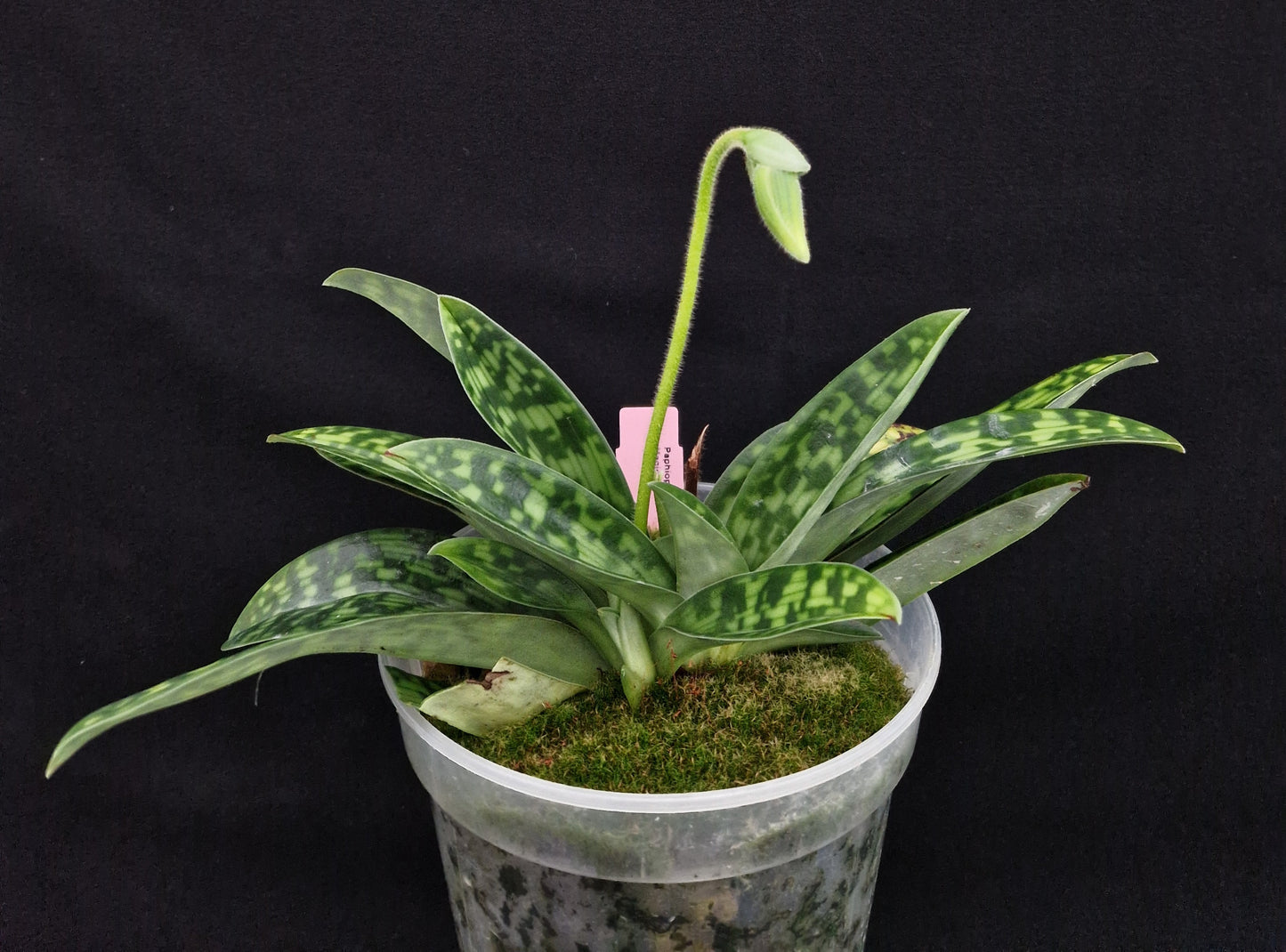 Paphiopedilum Magic Green 'Amazing'