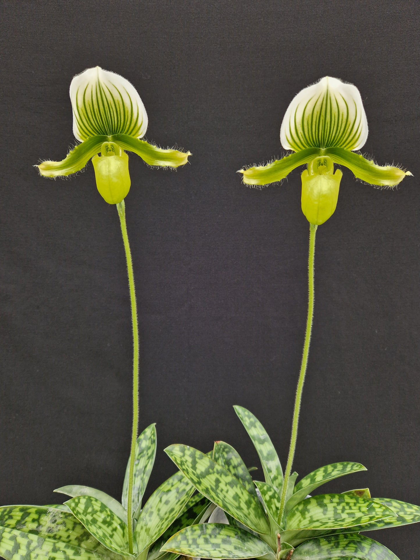 Paphiopedilum Magic Green 'Incroyable'