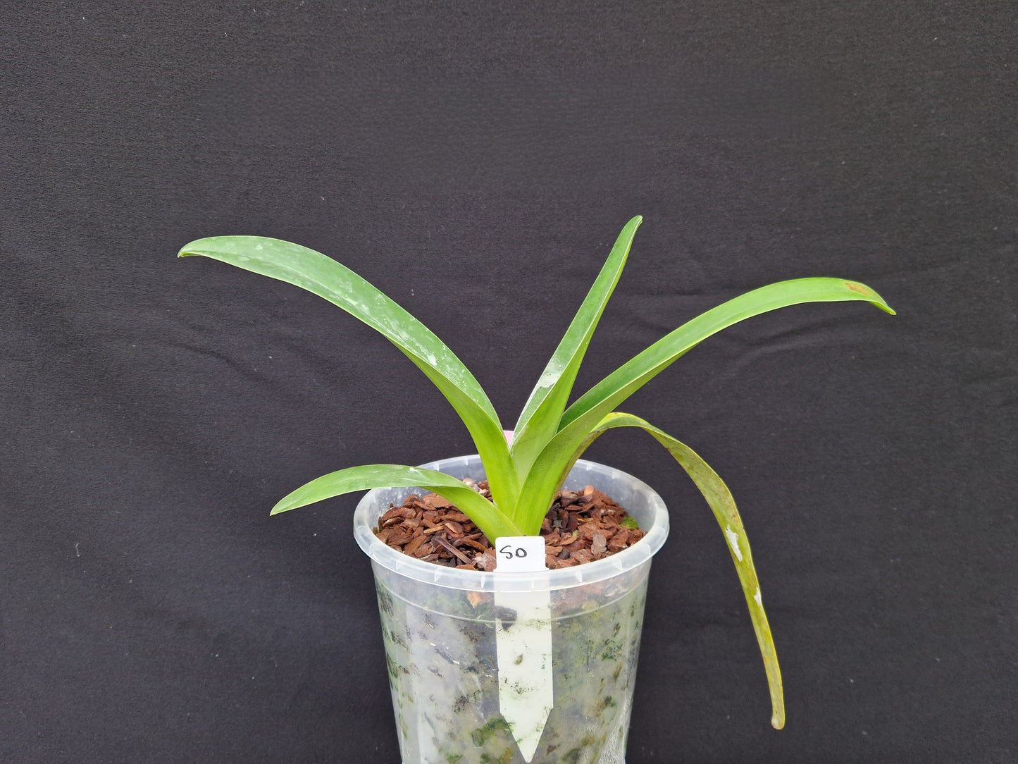 Paphiopedilum parishii