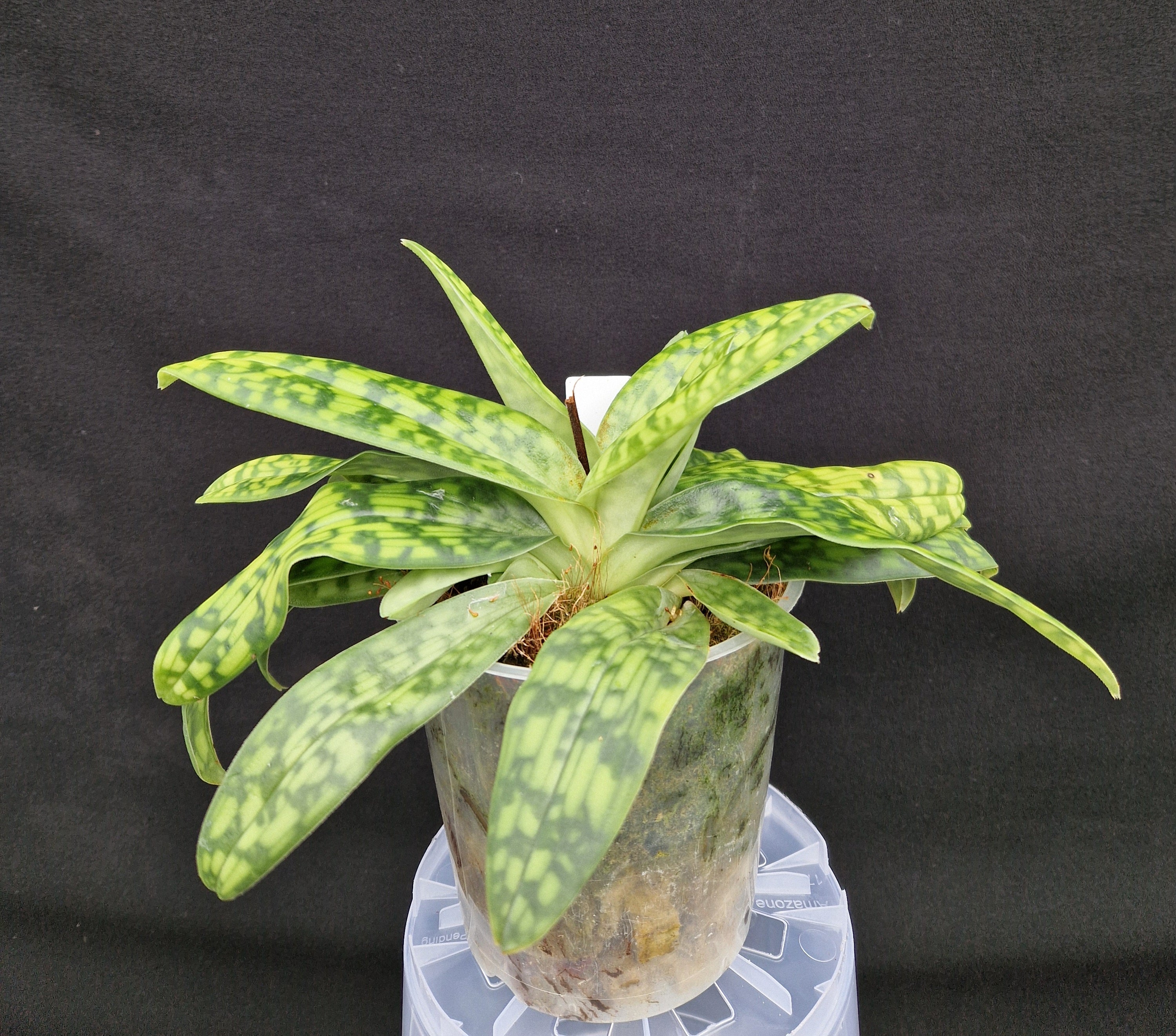 Paphiopedilum Red Pepper – Selectorchids