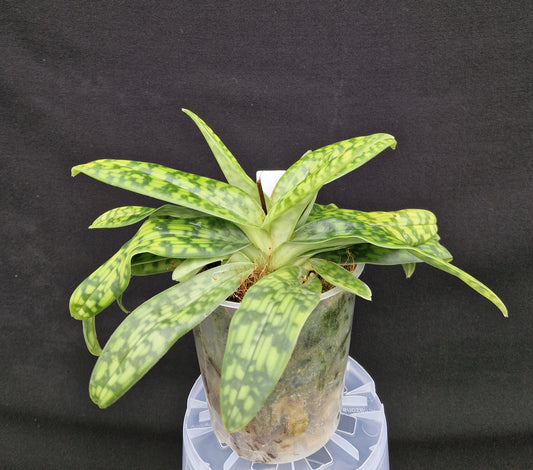 Paphiopedilum roter Pfeffer