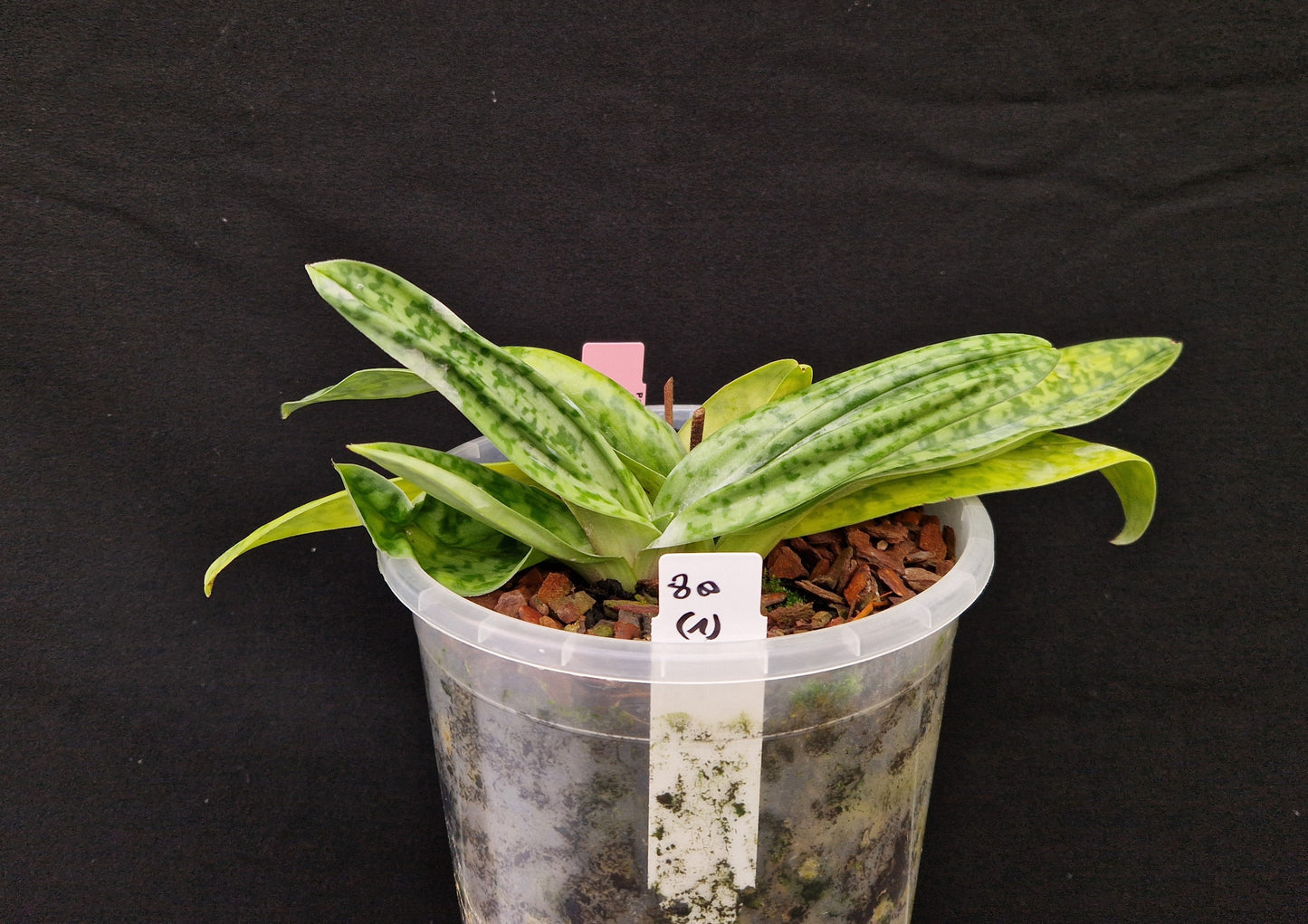 Paphiopedilum Rogue Vogue