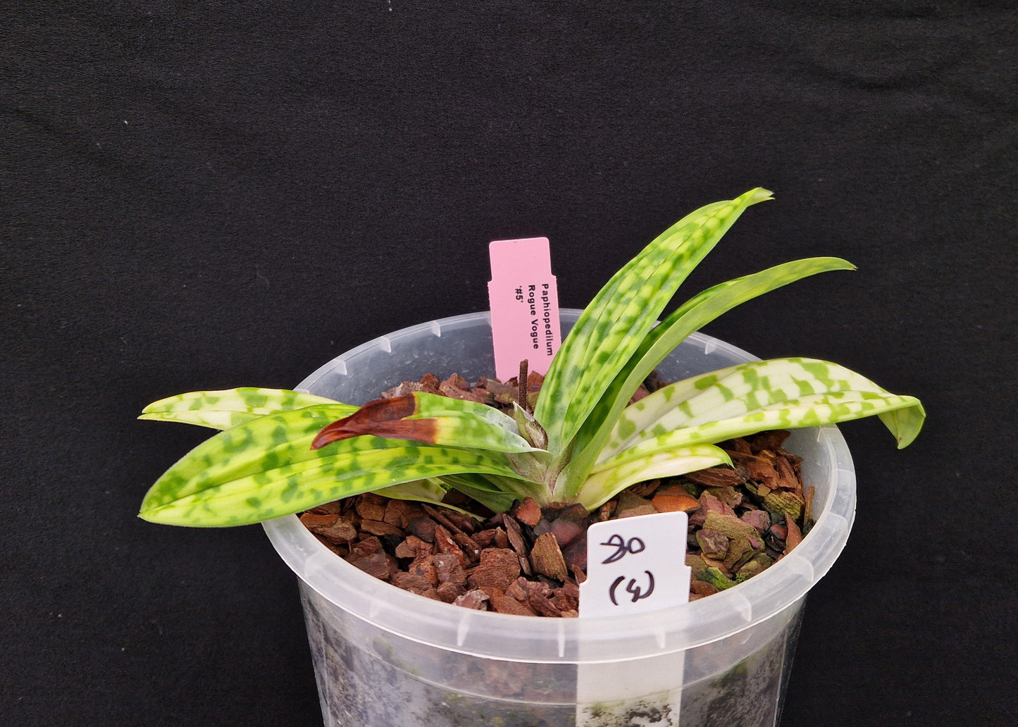 Paphiopedilum Rogue Vogue