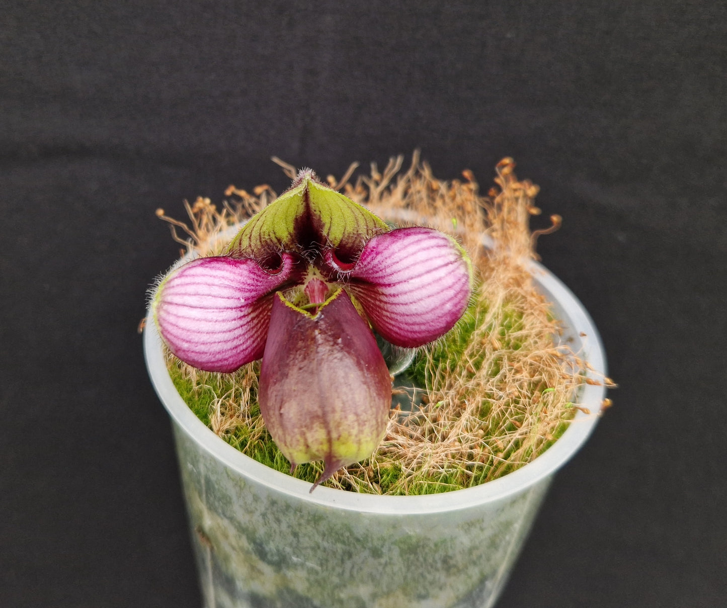 Paphiopedilum rungsuriyanum (CT)