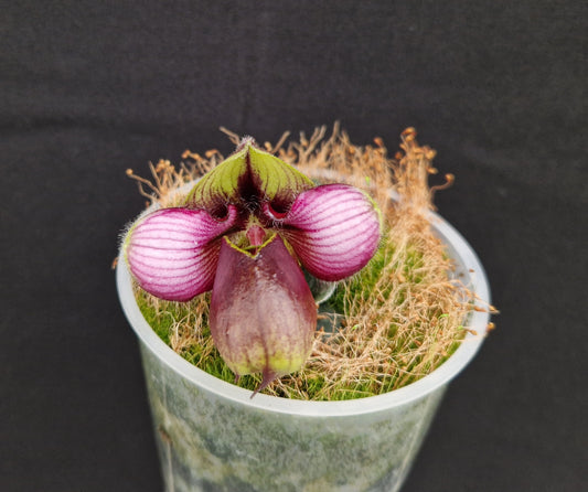 Paphiopedilum rungsuriyanum (CT)