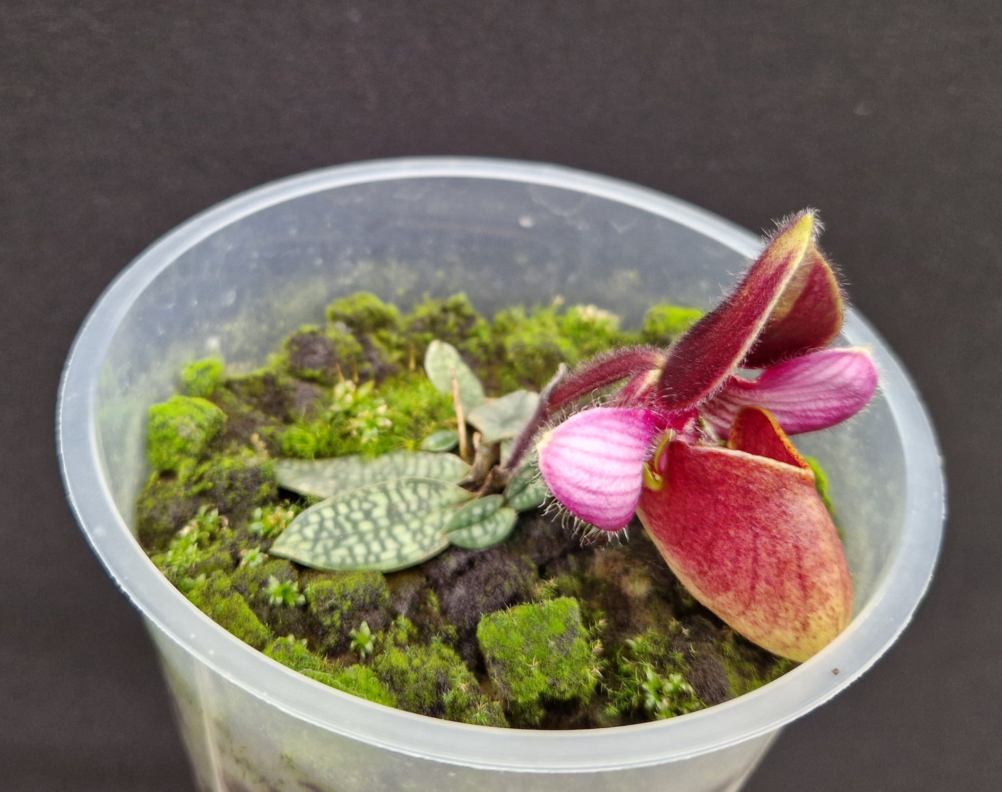 Paphiopedilum rungsuriyanum (parents génériques)