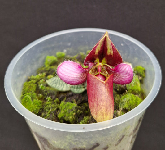 Paphiopedilum rungsuriyanum (parents génériques)