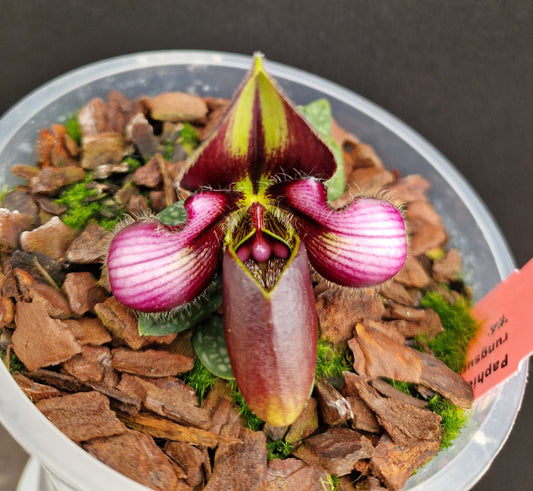 Paphiopedilum rungsuriyanum