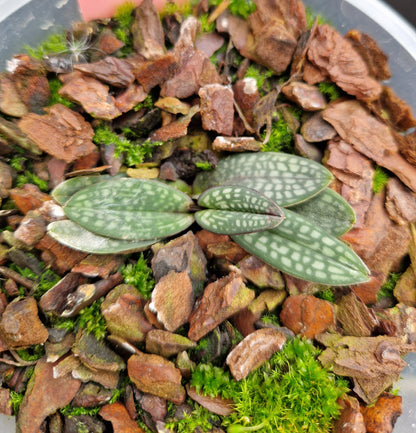 Paphiopedilum rungsuriyanum