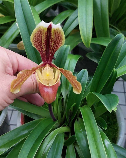 Paphiopedilum sulivongii