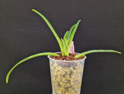 Paphiopedilum sulivongii