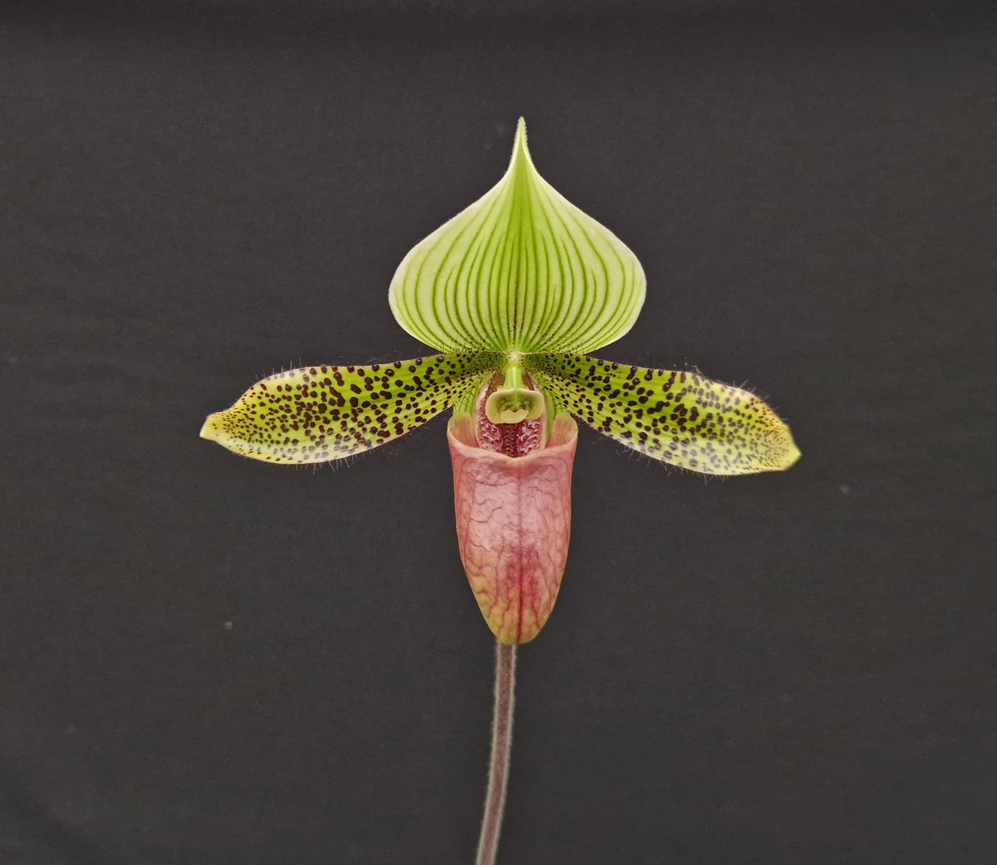 Paphiopedilum Supersuk 'Celle' SM/CHIEN