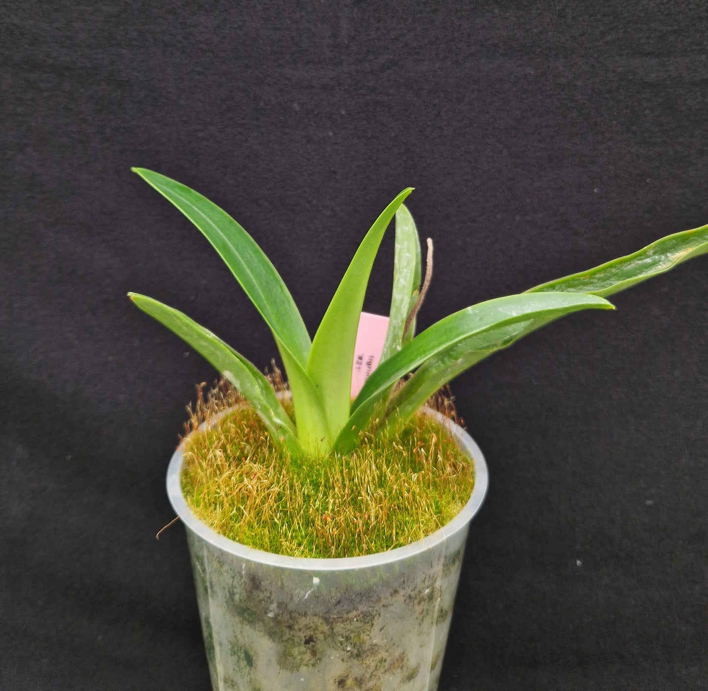 Paphiopedilum tigrinum