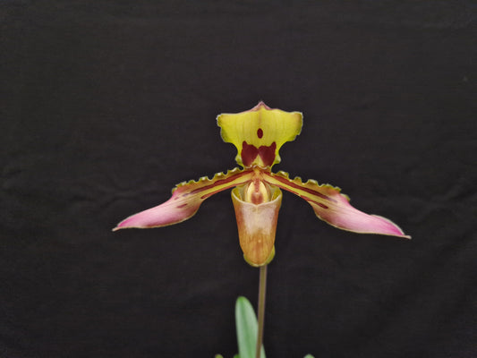 Paphiopedilum tigrinum