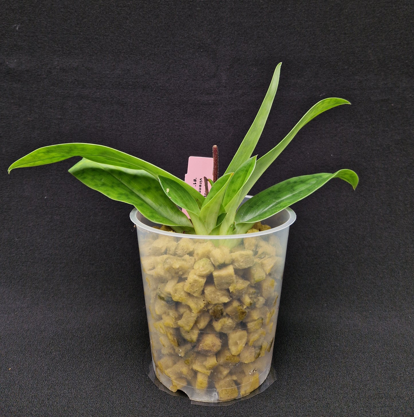 Paphiopedilum virens