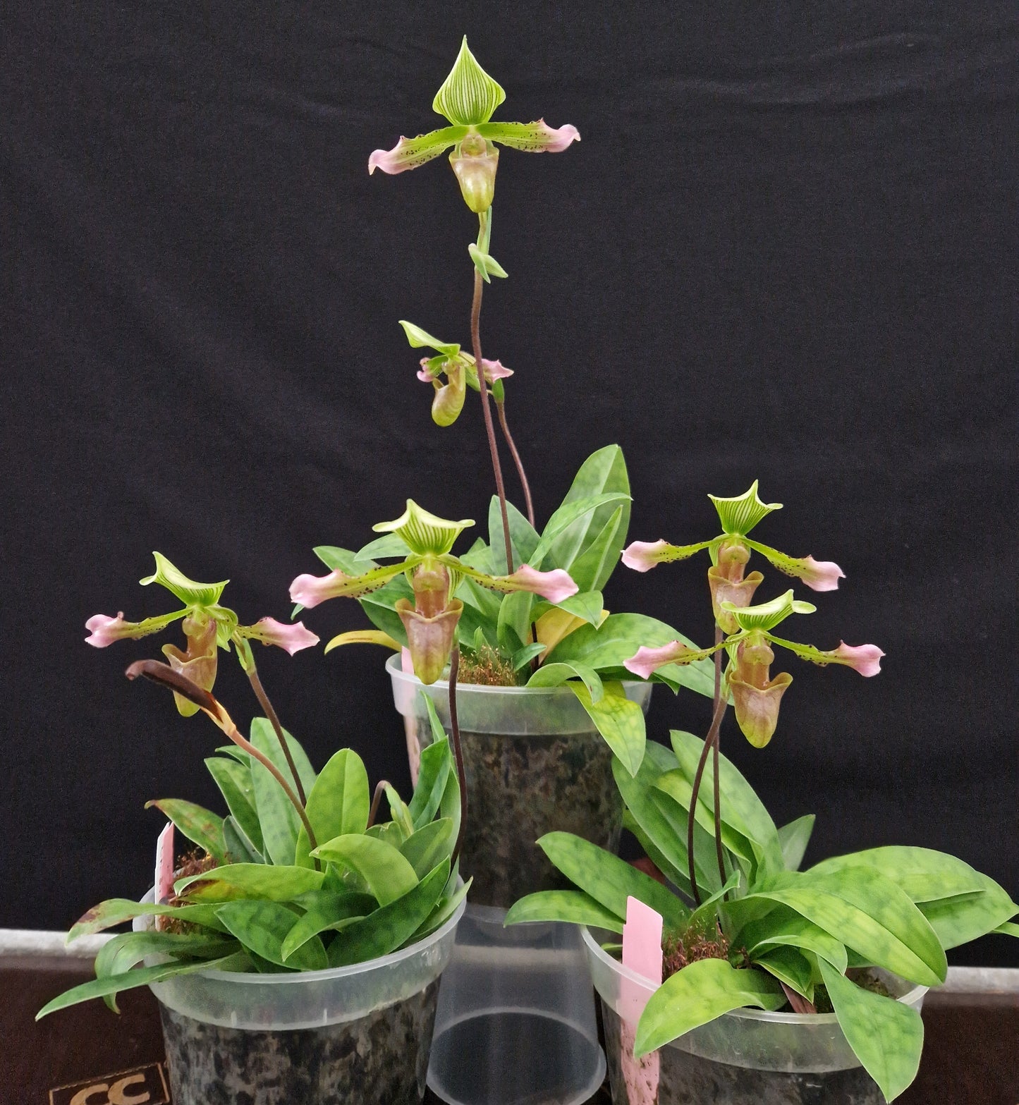 Paphiopedilum virens