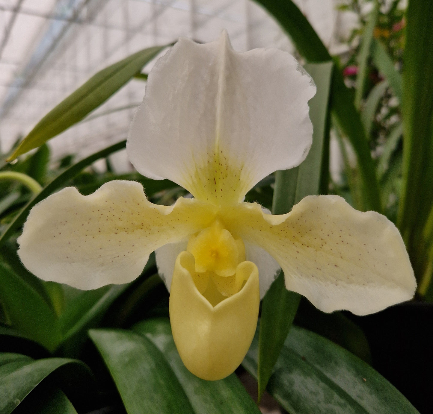 Paphiopedilum Whitemoor 'Norriton'