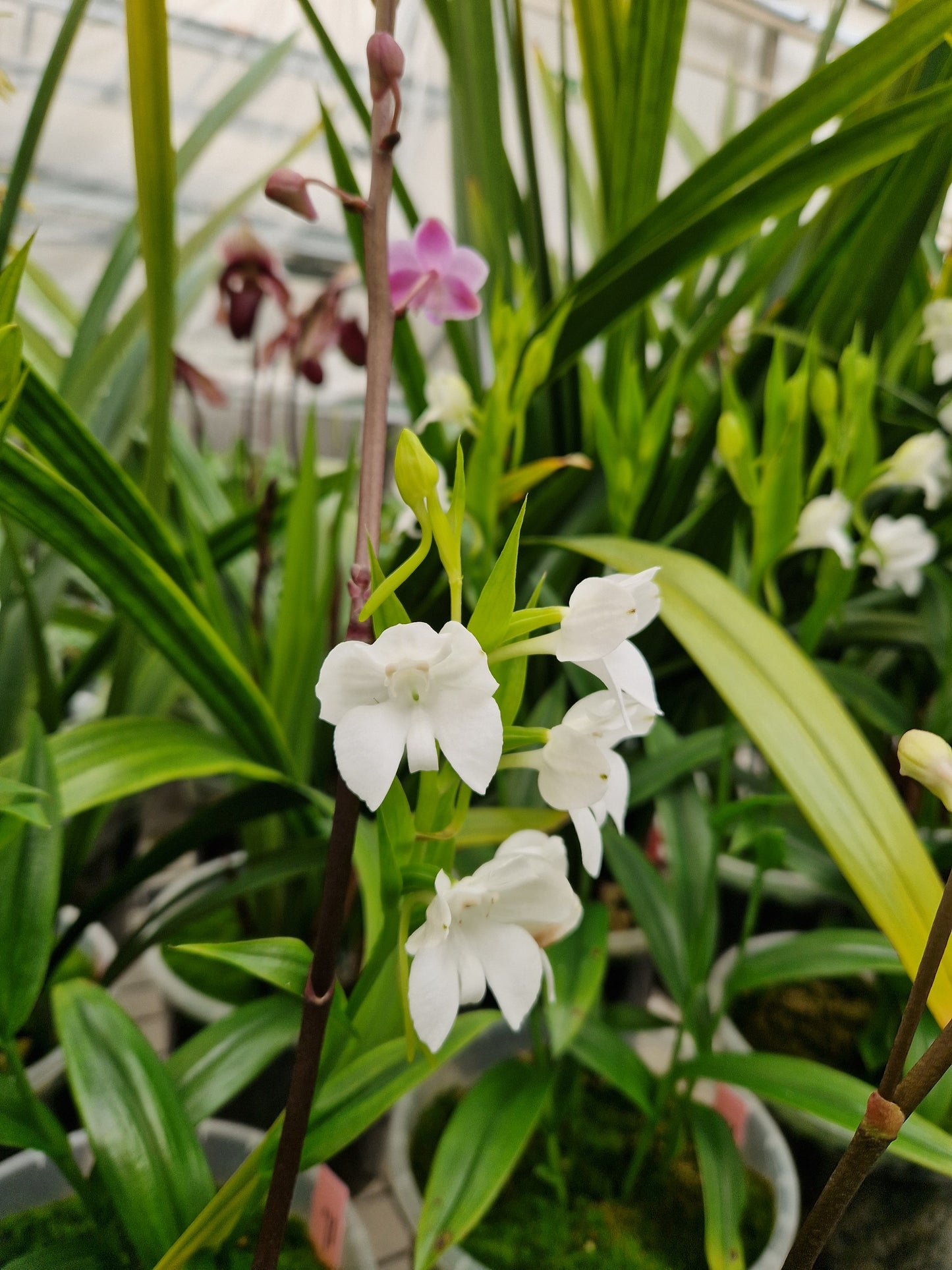 Pecteilis cambodiana