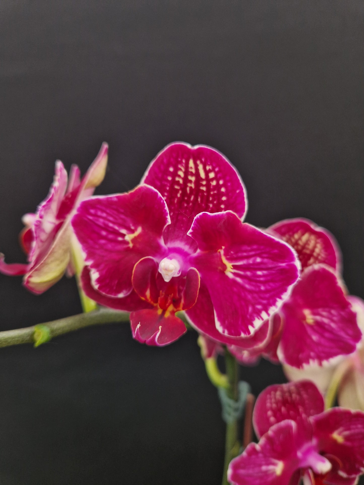 Phalaenopsis I-Hsin Cherry Bomb '228'