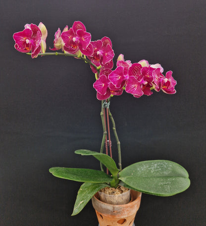 Phalaenopsis I-Hsin Cherry Bomb '228'