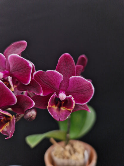 Phalaenopsis Black Angel 'Black Cat'