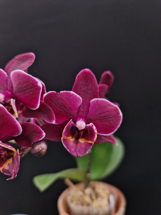 Phalaenopsis Black Angel 'Black Cat'